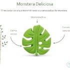 Monstera Deliciosa Lanco